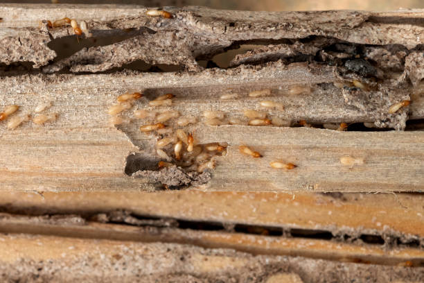 Best Commercial Pest Control Services  in Jermyn, PA
