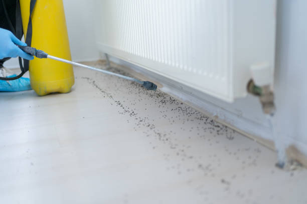 Best Ant Control Services  in Jermyn, PA